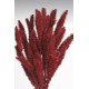 SETARIA  24" Berry-